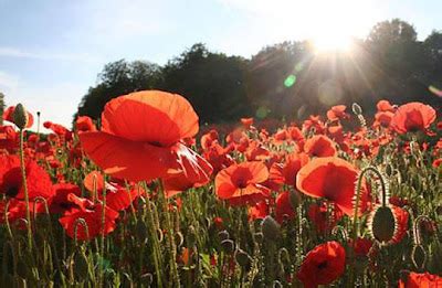 Poppy | The Garden Adventures