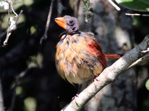 Northern Cardinal - NestWatch