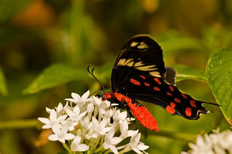 butterfly | Again shot at Bannerghatta Butterfly park. Few m… | Flickr