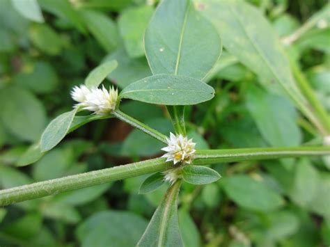 Herbs from Distant Lands: Alternanthera sessilis - Sessile Joyweed ...