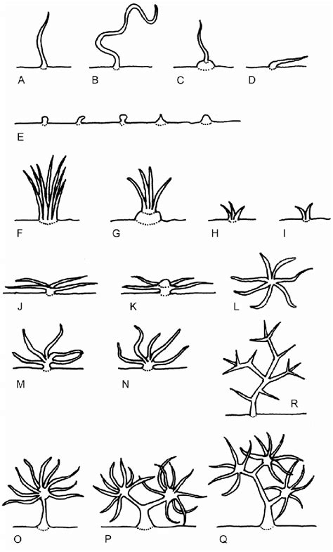 Trichome classification. A-Q Trichome types in Pomaderreae. A-D Simple... | Download Scientific ...