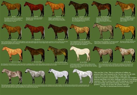 Horse Color Genetics Worksheet