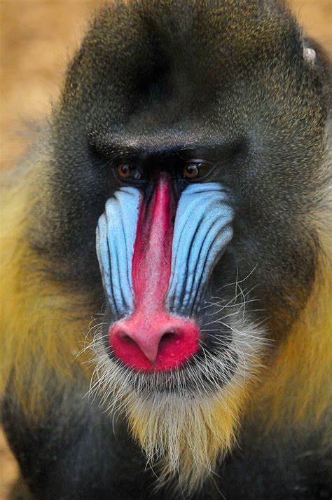 Baboon | Face of Baboon | Paul | Flickr