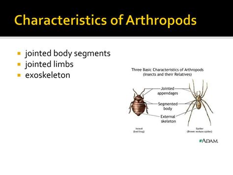 PPT - Arthropods PowerPoint Presentation, free download - ID:2095919