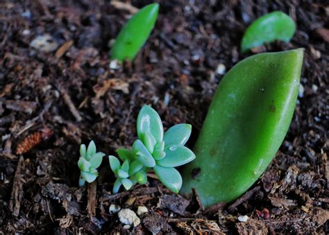 Life with Direction: Propagating Succulents Update