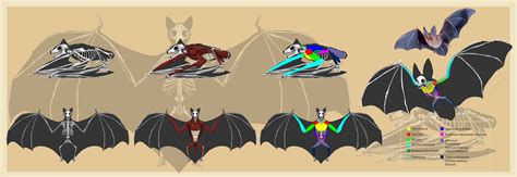 Bat Anatomy by ArtofWeiHan on DeviantArt