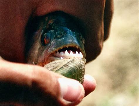 12 Piranha Facts About The Fearsome Biters