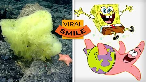 Real-life SpongeBob and Patrick? Biologist’s underwater photo goes ...