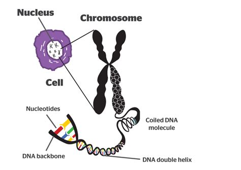 Why is DNA replication important? + Example