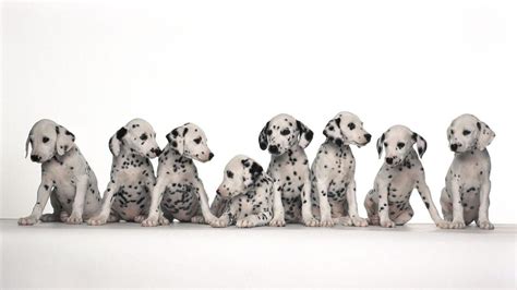 Dog Breeds Wallpapers - Wallpaper Cave