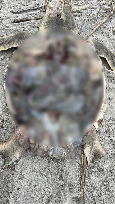 A young, endangered Kemp Ridley sea turtle is found mutilated in Atlantic Beach – 104.5 WOKV