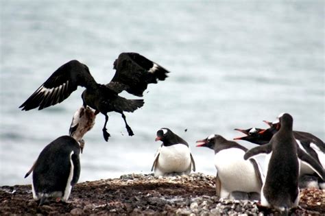 Skua – "OCEAN TREASURES" Memorial Library