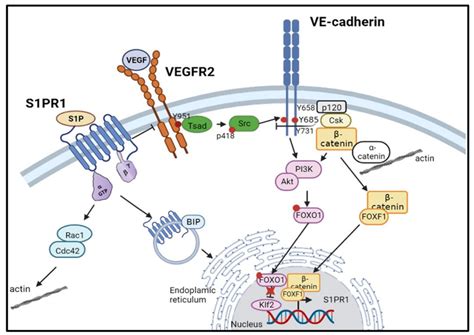 IJMS | Free Full-Text | Dialogue between VE-Cadherin and Sphingosine 1 Phosphate Receptor1 ...