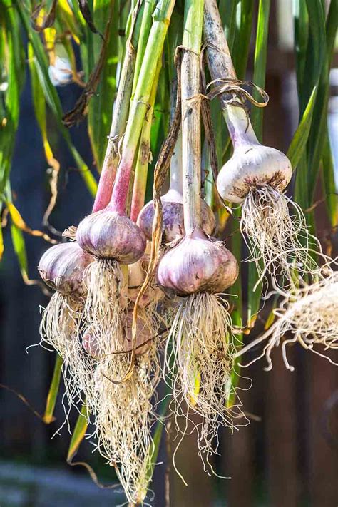 How to Grow Garlic in Containers | Gardener’s Path