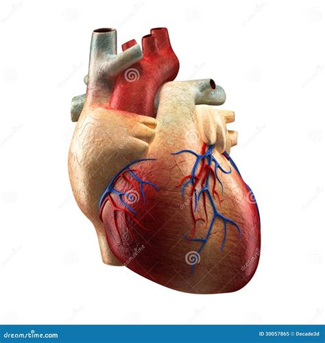 Real Heart Isolated on White - Human Anatomy Model Stock Illustration ...