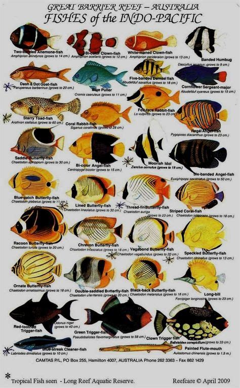 Saltwater Aquarium Fish Guide | Saltwater aquarium fish, Marine fish ...