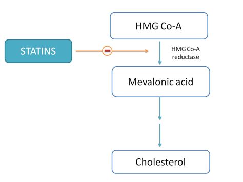 How statins act as cholesterol lowering drugs?