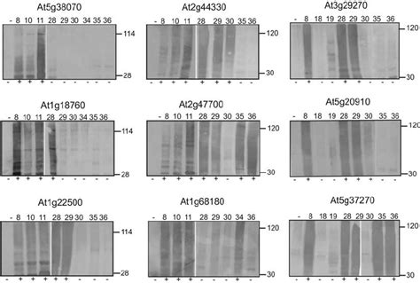 In vitro ubiquitination assays. Each GST-RING protein (E3) was tested... | Download Scientific ...