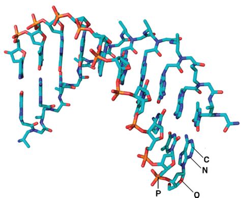 Peptide Nucleic Acids Promise New Therapeutics and Gene Editing Tools | ACS Central Science