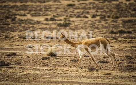 Vicuña en su hábitat - F010017032800 | Regional Stock | orgullosamente ...