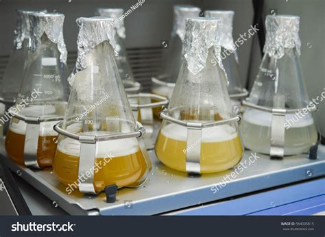 Flask Bacterial Culture Microbiology Laboratory Bacterial Foto Stok 564005815 | Shutterstock