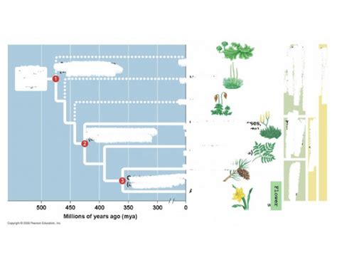 Plant timeline Quiz