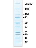 Protein ladder western blot bio rad - ilisse