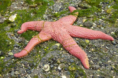 Pink Starfish Photograph by Graham Foulkes