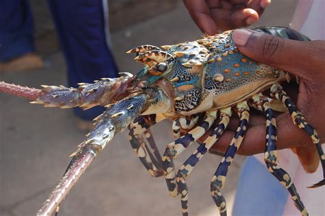 Lobster, Shimoni market | Lobster (Panulirus ornatus species… | Flickr