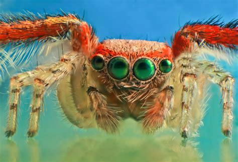How Many Eyes Do Spiders Have? - Animal Corner