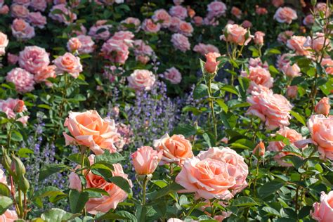 Best Varieties for Your Rose Garden - Sunset Magazine