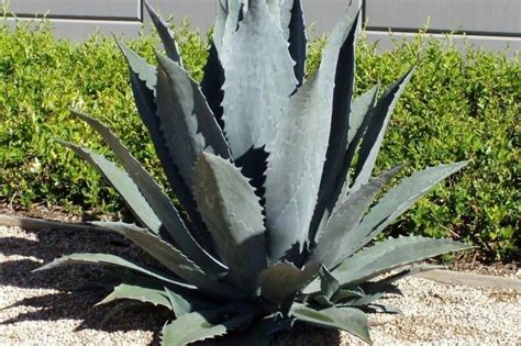 Agave americana | Agave americana, Vegetal, Agaves