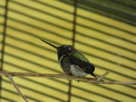 Bird ID? - San Diego Zoo Hummingbird Habitat - ZooChat