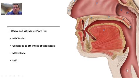 Idealmente munición Predecir airway anatomy for anaesthetists ...