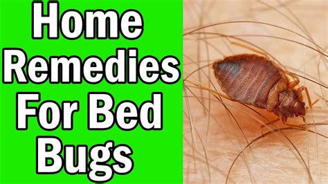 9 Home Remedies For Bed Bugs That Work Fast - YouTube