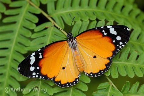 Butterflies of Singapore: Life History of the Plain Tiger