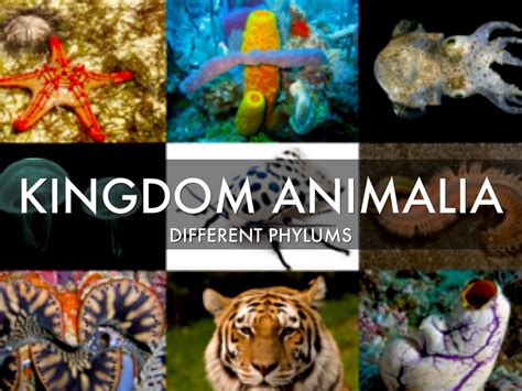 The Animalia Kingdom