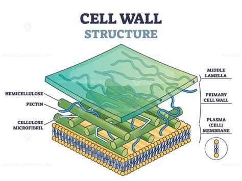 Cell wall structure with plant cellular parts description outline ...