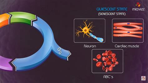 Cell cycle checkpoints and regulation Animation - YouTube