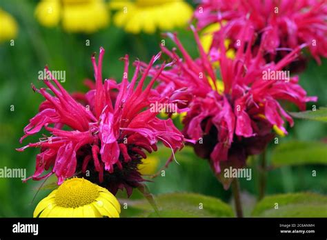 Red Monarda Knight Rose Monarda didyma July garden flowers Stock Photo ...