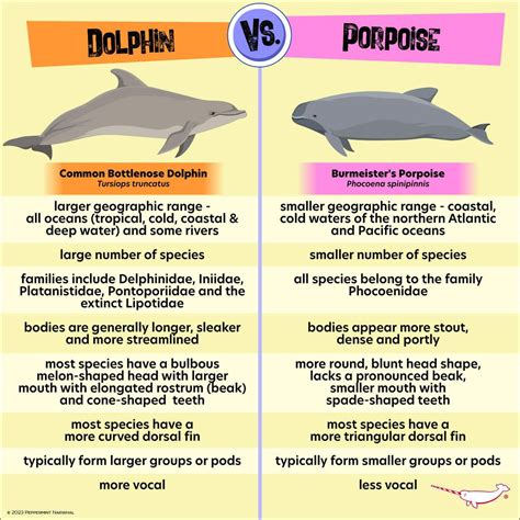 Porpoises: Characteristics, Behavior, Species | Sea Life, Islands and ...