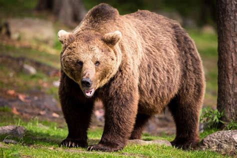 Photographing Wild Bears in Finland