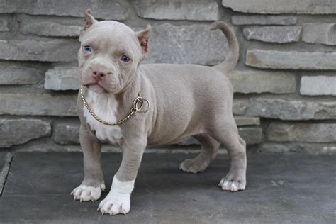 American Pit Bull Terrier Puppies For Sale | Austin, TX #202512