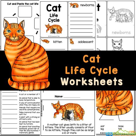 Cat Life Cycle And Parts Of A Cat Printable And Hands On, 43% OFF