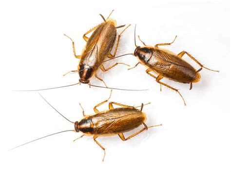 How to Get Rid of Roaches for Good (FAST & NATURALLY)