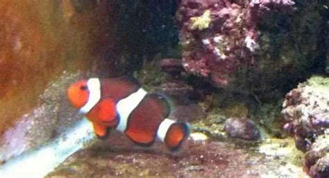 CLOWNFISH BREEDING JOURNAL