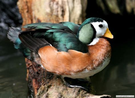 Identify African Pygmy Goose - Wildfowl Photography.