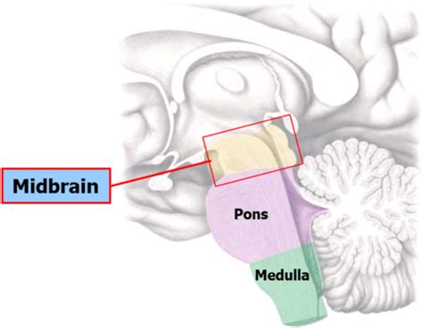 Neuroanatomy 2.2: Brainstem and Spinal Cord Flashcards | Quizlet