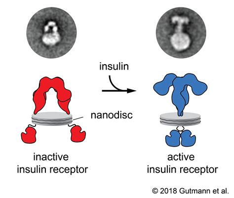 How the insulin receptor works