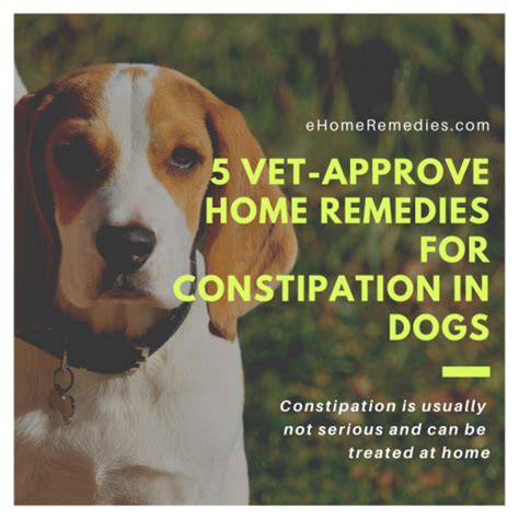 5 Home Remedies For Constipation In Dogs